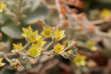 güzel çiçek açan çiçeklerin yakın çekim