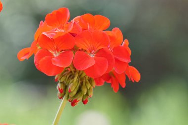 güzel çiçek açan çiçeklerin yakın çekim