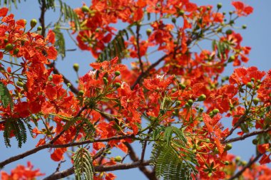 güzel çiçek açan çiçeklerin yakın çekim