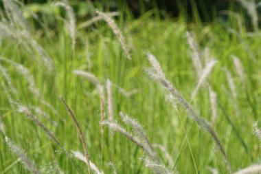 Güzel doğal arkaplanın yakın plan çekimleri.