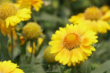 güzel çiçek açan çiçeklerin yakın çekim