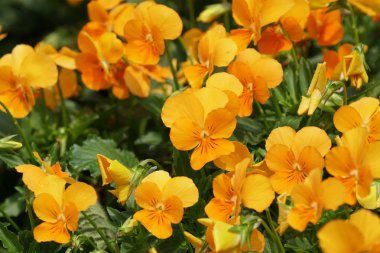 güzel çiçek açan çiçeklerin yakın çekim