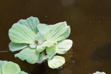 Çiçek açan yaprakların yakın plan çekimi.