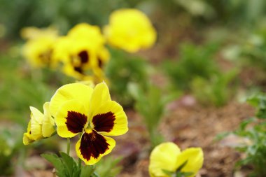 güzel çiçek açan çiçeklerin yakın çekim