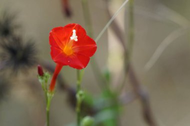 güzel çiçek açan çiçeklerin yakın çekim