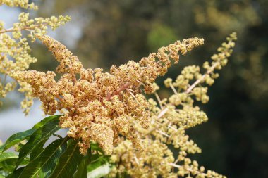 güzel çiçek açan çiçeklerin yakın çekim