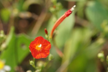 güzel çiçek açan çiçeklerin yakın çekim