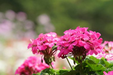 güzel çiçek açan çiçeklerin yakın çekim