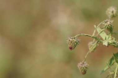 Güzel doğal arkaplanın yakın plan çekimleri.