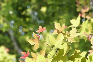 Çiçek açan yaprakların yakın plan çekimi.