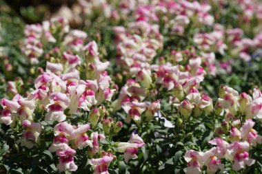 güzel çiçek açan çiçeklerin yakın çekim