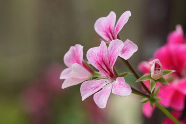 güzel çiçek açan çiçeklerin yakın çekim