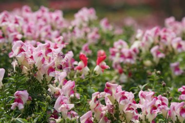 güzel çiçek açan çiçeklerin yakın çekim