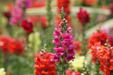 güzel çiçek açan çiçeklerin yakın çekim