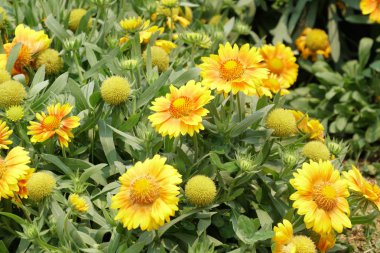 güzel çiçek açan çiçeklerin yakın çekim