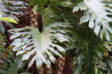 Çiçek açan yaprakların yakın plan çekimi.