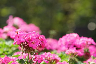 güzel çiçek açan çiçeklerin yakın çekim