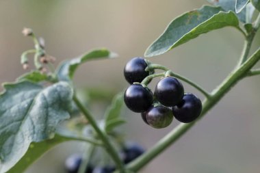 Dalda olgunlaşan taze egzotik meyvelerin yakın plan çekimi.