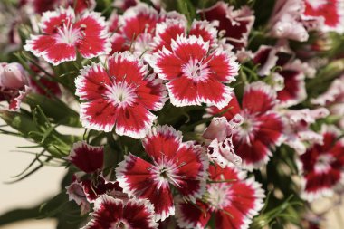 güzel çiçek açan çiçeklerin yakın çekim