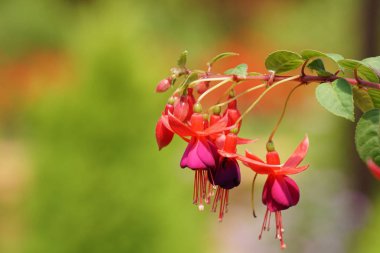 güzel çiçek açan çiçeklerin yakın çekim