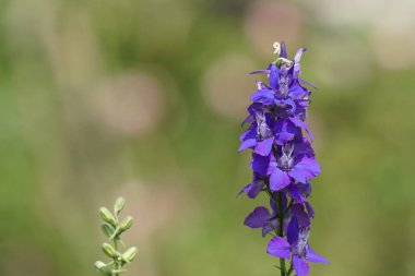 güzel çiçek açan çiçeklerin yakın çekim