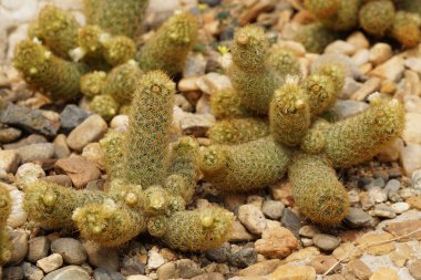 yeşil kaktüs bitkisinin yakın çekim çekimi