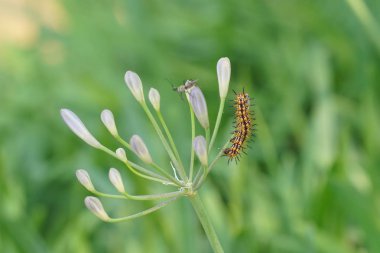 Güzel doğal arkaplanın yakın plan çekimleri.