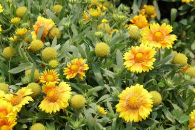 güzel çiçek açan çiçeklerin yakın çekim