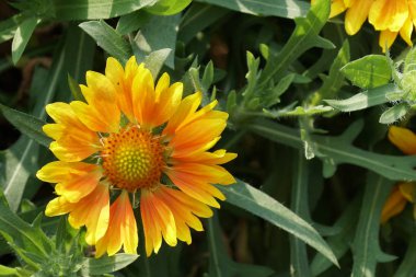 güzel çiçek çiçek yakın çekim