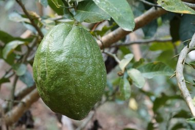 Dalda olgunlaşan taze egzotik meyvelerin yakın plan çekimi.