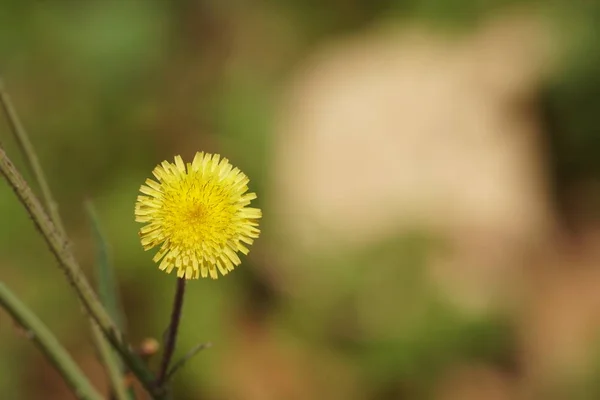 Primer Plano Hermosas Flores Flor —  Fotos de Stock