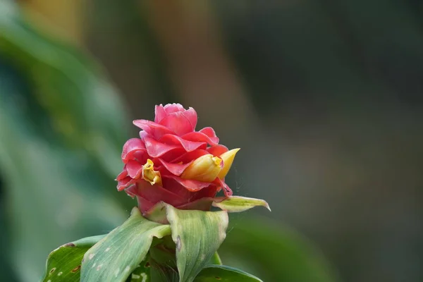 Primer Plano Hermosas Flores Flor — Foto de Stock