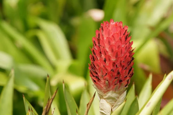 Närbild Skott Vackra Blommande Blommor — Stockfoto