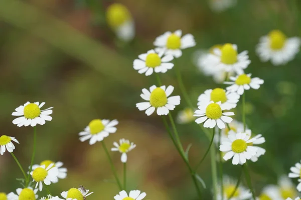 Nahaufnahme Schöner Blühender Blumen — Stockfoto