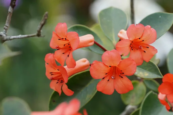 Gros Plan Belles Fleurs Fleurs — Photo