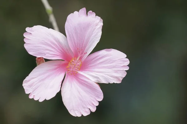 Close Tiro Belas Flores Florescentes — Fotografia de Stock