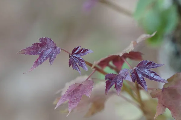 Nahaufnahme Von Schönen Blühenden Blättern — Stockfoto