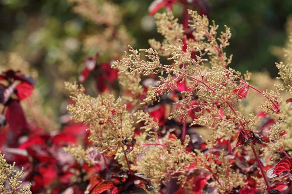 Gros Plan Belles Fleurs Fleurs — Photo