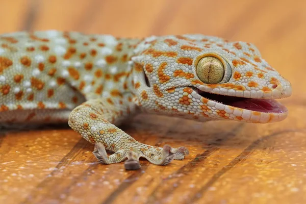 Κοντινό Πλάνο Της Όμορφης Σαύρας Gecko Ξύλινη Επιφάνεια — Φωτογραφία Αρχείου