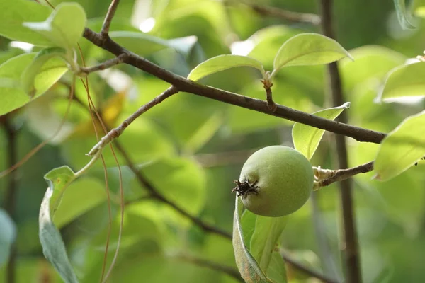 Close Shot Fresh Exotic Fruits Ripening Branch — Stock Photo, Image
