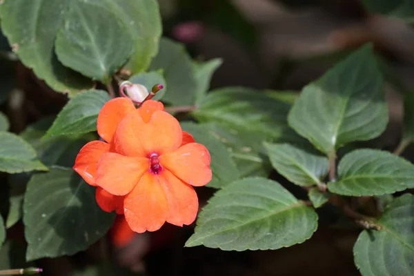 Primer Plano Hermosas Flores Flor — Foto de Stock