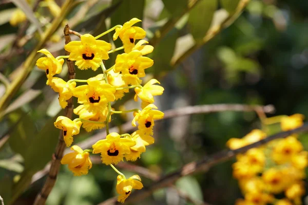 Närbild Skott Vackra Blommande Blommor — Stockfoto