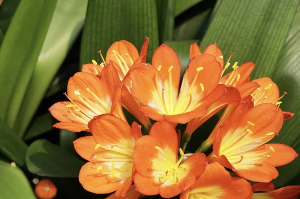 Närbild Skott Vackra Blommande Blommor — Stockfoto