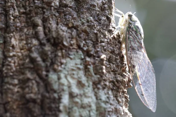 나무껍질 날아다니는 매미의 — 스톡 사진