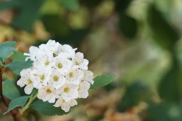 Primer Plano Hermosas Flores Flor —  Fotos de Stock