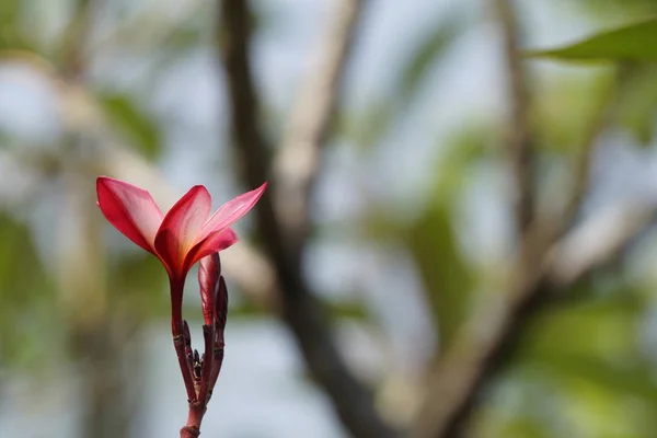 Gros Plan Belles Fleurs Fleurs — Photo