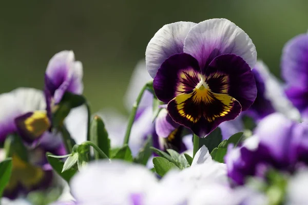 Close Tiro Belas Flores Florescentes — Fotografia de Stock