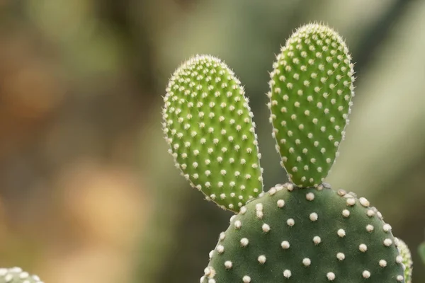 Primer Plano Planta Cactus Verde — Foto de Stock