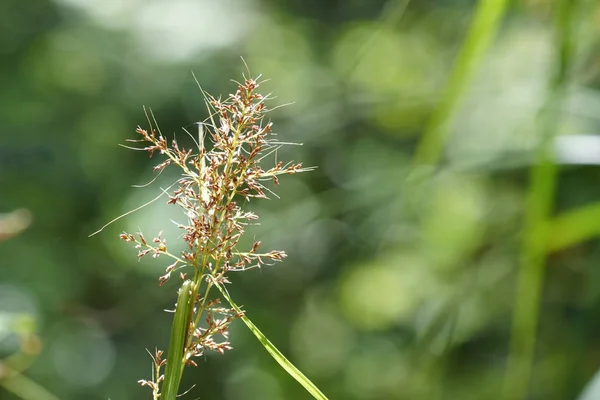 Zbliżenie Strzał Piękne Naturalne Tło — Zdjęcie stockowe