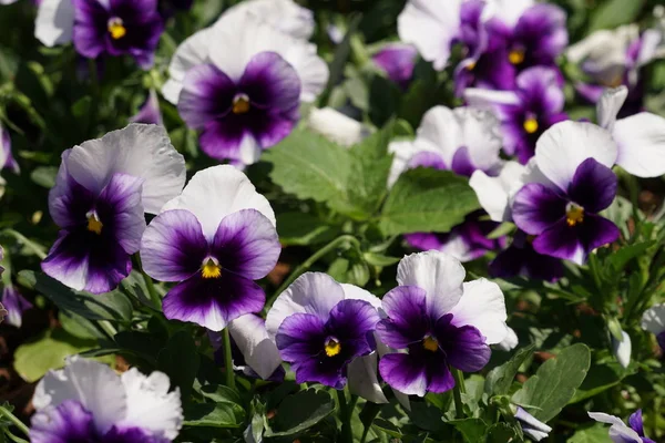 Close Tiro Belas Flores Florescentes — Fotografia de Stock